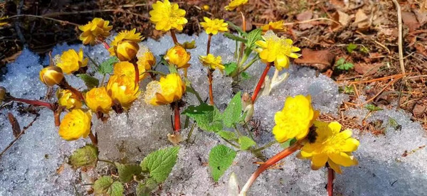 黑龙江凤凰山：山顶积雪未消 山下冰凌花绽放