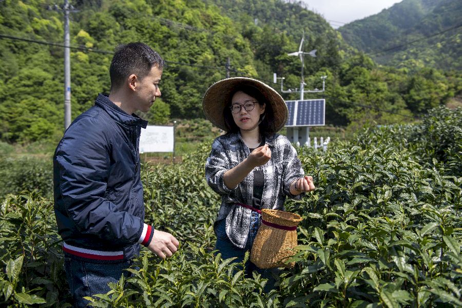 安徽：一杯红茶里的乡村振兴