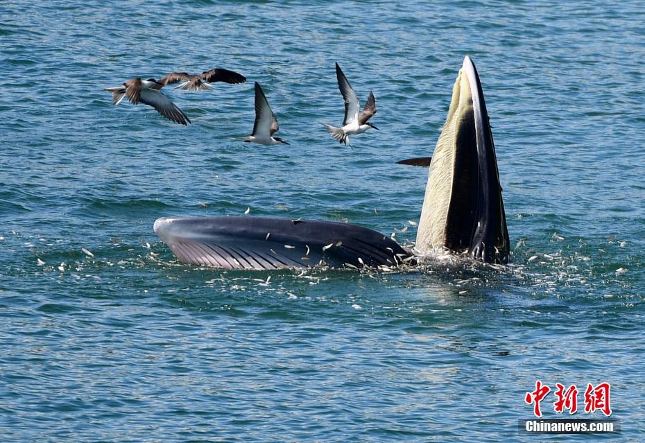 布氏鲸多次现身深圳大鹏湾海域