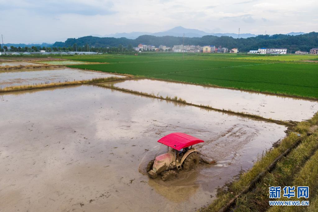 湖南浏阳：小暑“双抢”忙