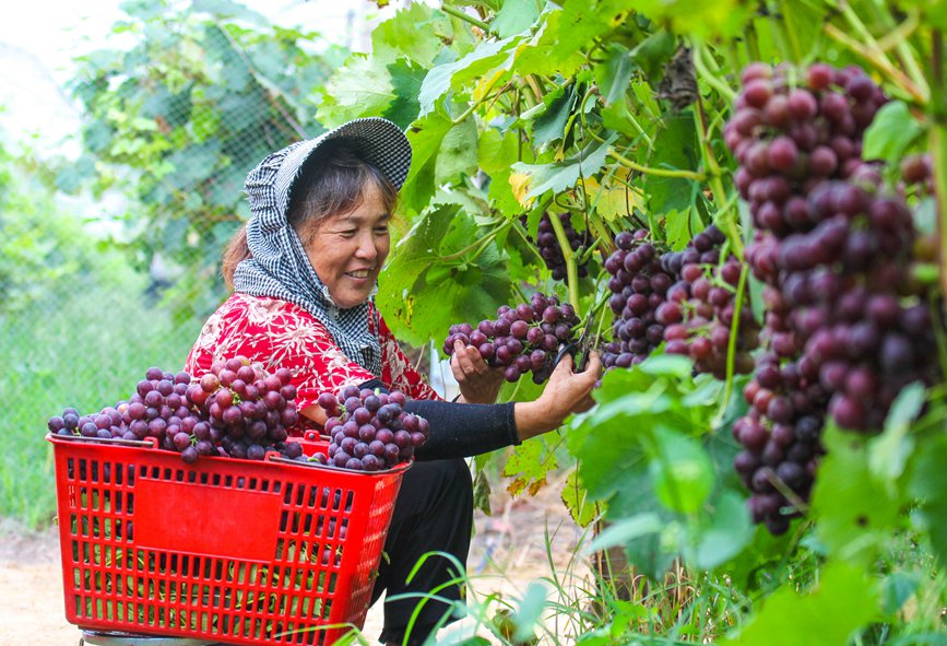 河南南阳：科技生态种植 助力乡村振兴