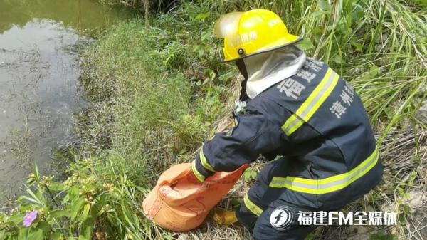 福建一村子惊现大蟒蛇，狂吞16只鸡！