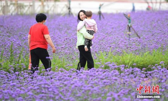 兰州新区临港花海美景如画：门户机场置身其中