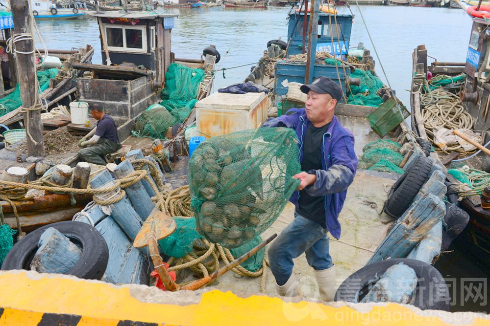 【大片】开海首日喜丰收 沙子口南姜码头真热闹