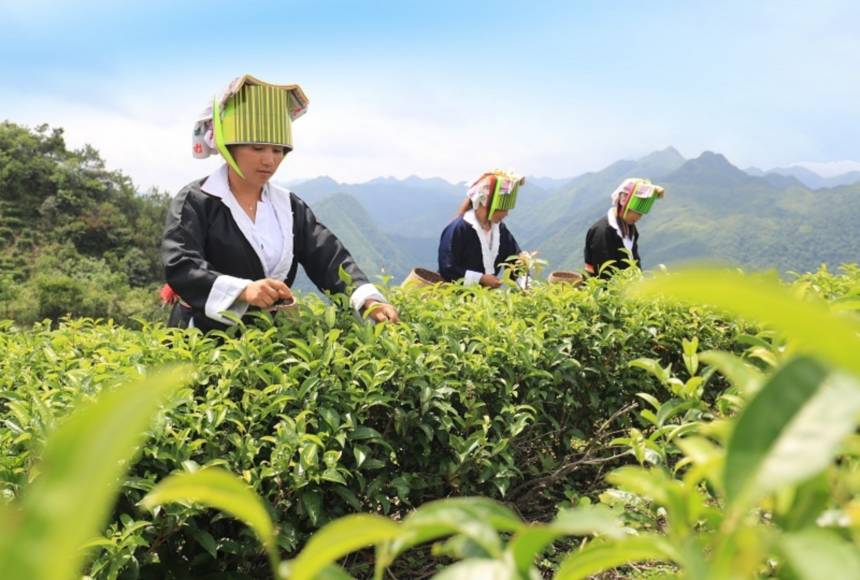 广西贺州市平桂区：千亩茶园富瑶山