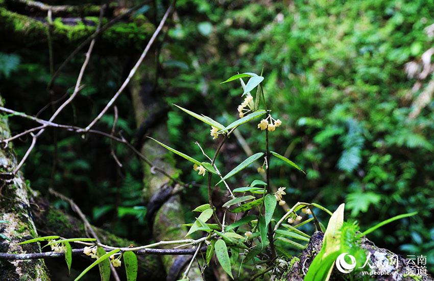 云南龙陵首现球兰属植物缅甸球兰