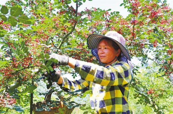 小花椒成了大产业