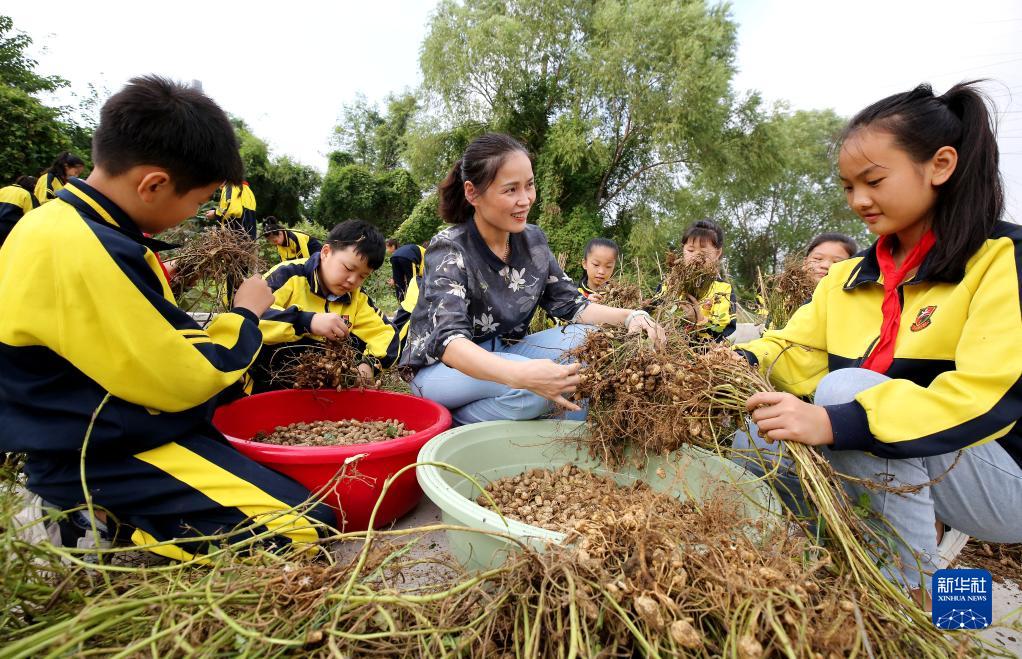 小学生的“农耕课”