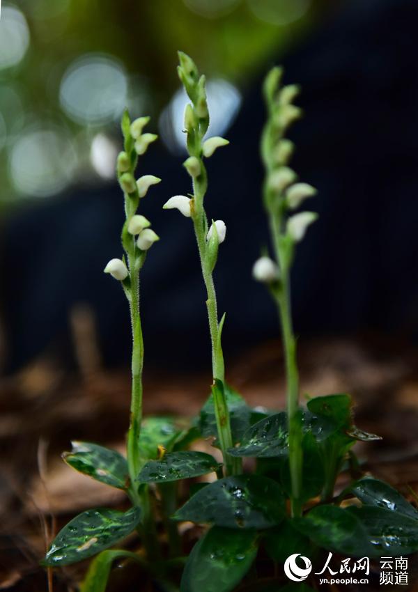 不以无人而不芳！那些生长在临沧耿马幽林里的惊艳小花