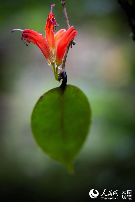 不以无人而不芳！那些生长在临沧耿马幽林里的惊艳小花