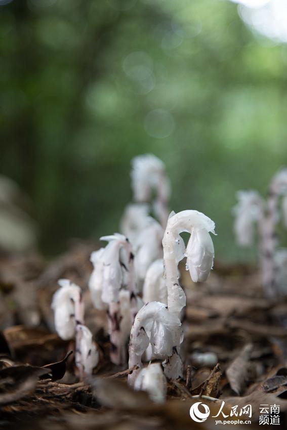 不以无人而不芳！那些生长在临沧耿马幽林里的惊艳小花