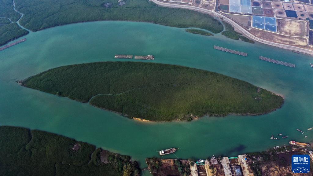 “海岸卫士”红树林