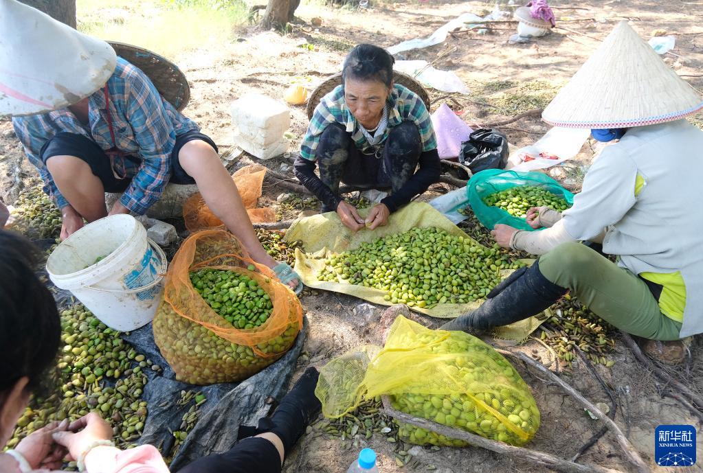 “海岸卫士”红树林