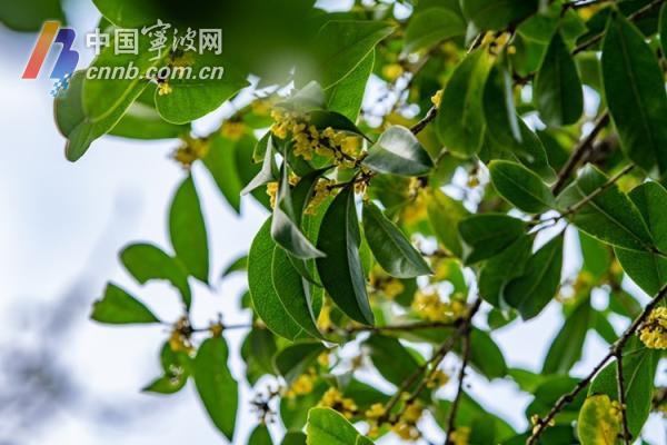 一场秋雨过后 甬城桂花飘香