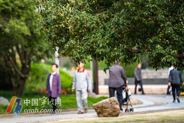 一场秋雨过后 甬城桂花飘香