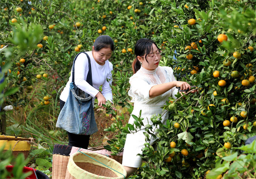 湖北通山：柑橘喜丰收 干群采摘忙