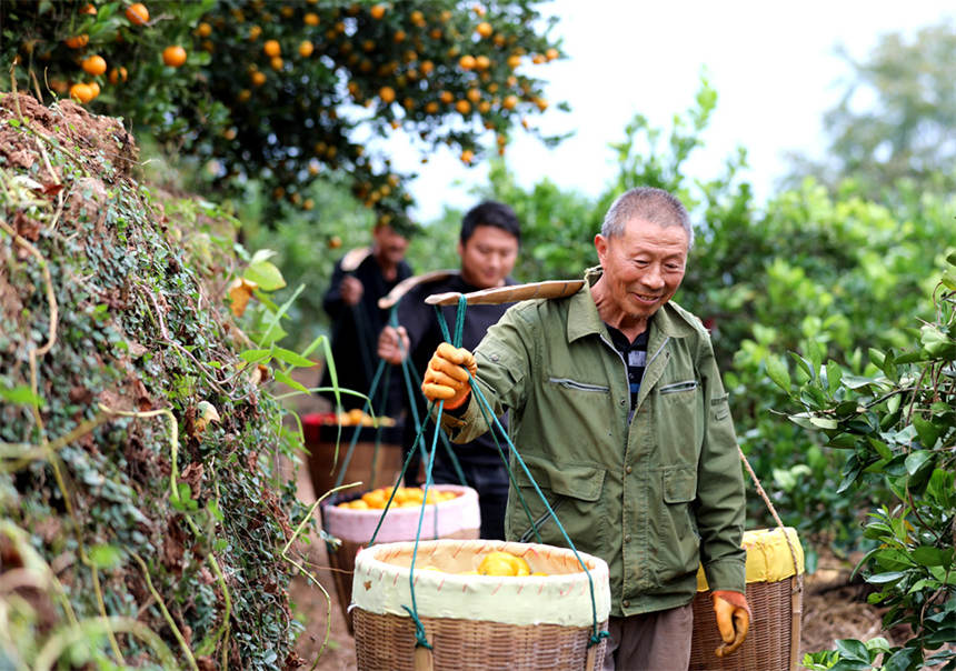 湖北通山：柑橘喜丰收 干群采摘忙