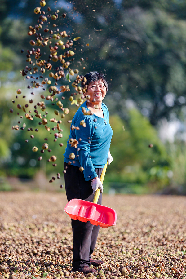 安徽祁门：万亩油茶喜获丰收 生态种植助农致富