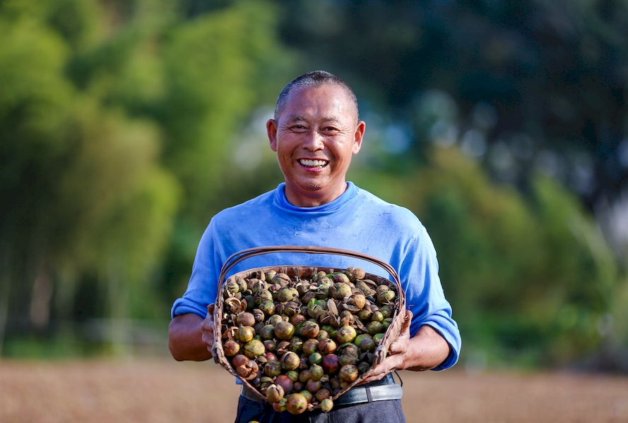 安徽祁门：万亩油茶喜获丰收 生态种植助农致富