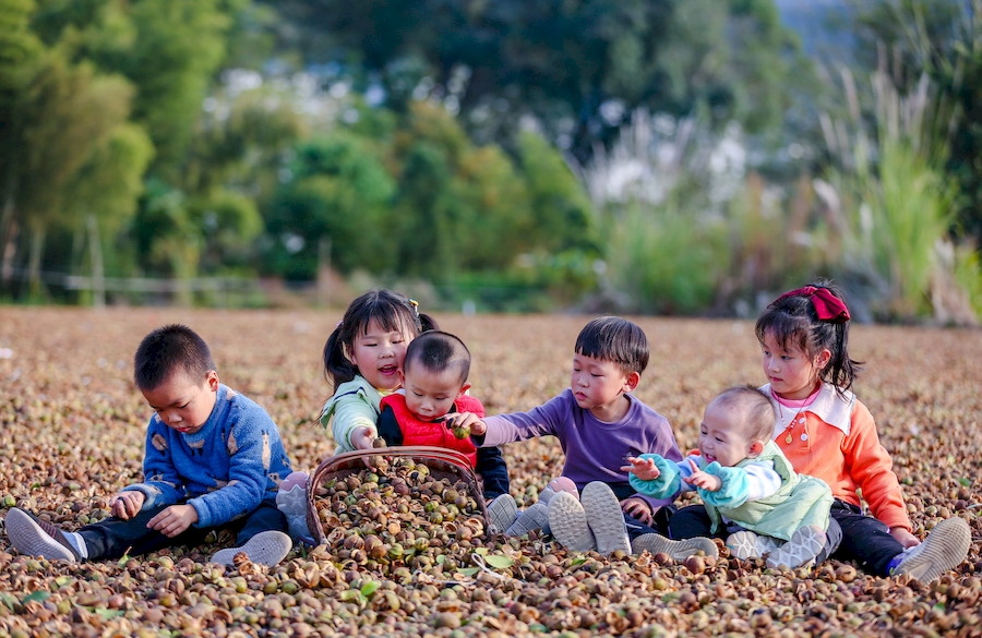 安徽祁门：万亩油茶喜获丰收 生态种植助农致富