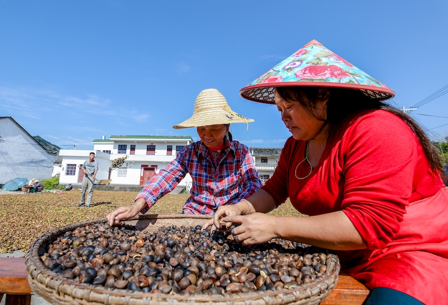 安徽祁门：万亩油茶喜获丰收 生态种植助农致富