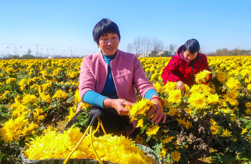 河南光山: 美丽乡村采菊忙