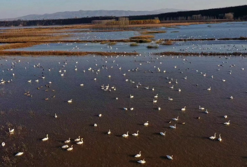 三门峡黄河湿地：天鹅翩翩 如约而至