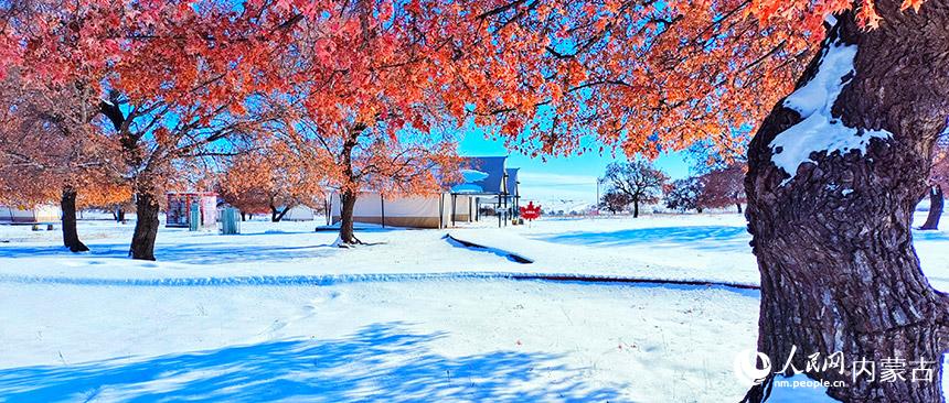 内蒙古兴安盟：雪后赏枫 意更浓景更美