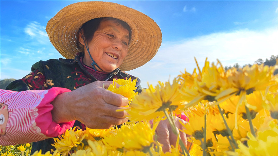 安徽广德：菊花黄 采收忙