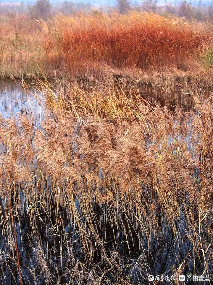 野鸭白鹭天堂 芦花飞舞的青岛大沽河湿地美如画