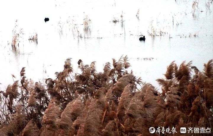 野鸭白鹭天堂 芦花飞舞的青岛大沽河湿地美如画