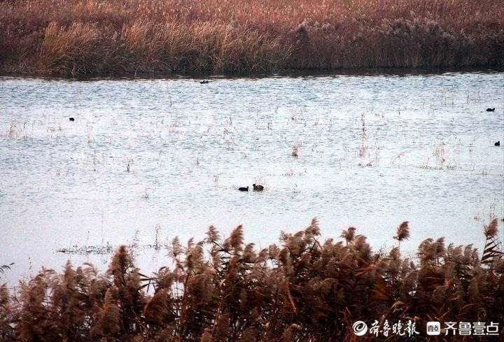 野鸭白鹭天堂 芦花飞舞的青岛大沽河湿地美如画