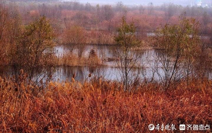 野鸭白鹭天堂 芦花飞舞的青岛大沽河湿地美如画