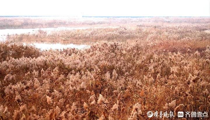 野鸭白鹭天堂 芦花飞舞的青岛大沽河湿地美如画