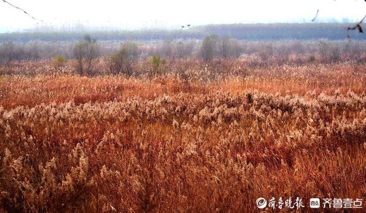 野鸭白鹭天堂 芦花飞舞的青岛大沽河湿地美如画