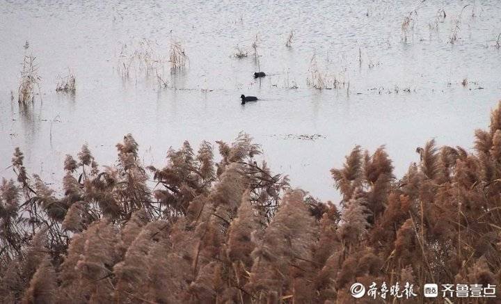 野鸭白鹭天堂 芦花飞舞的青岛大沽河湿地美如画