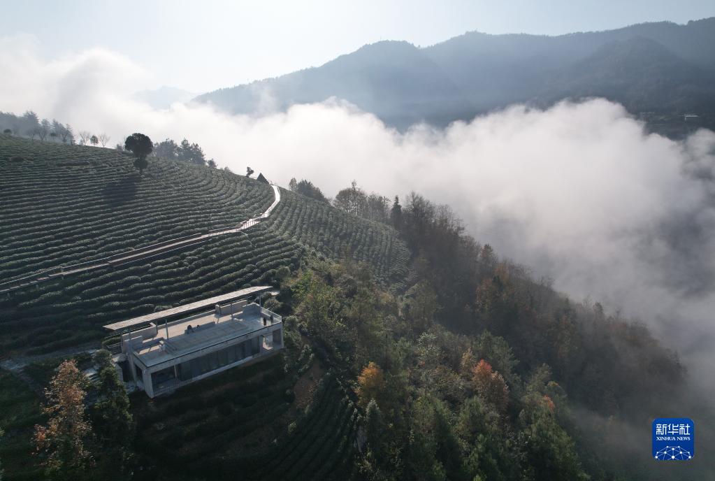 冬日茶乡 山水画廊