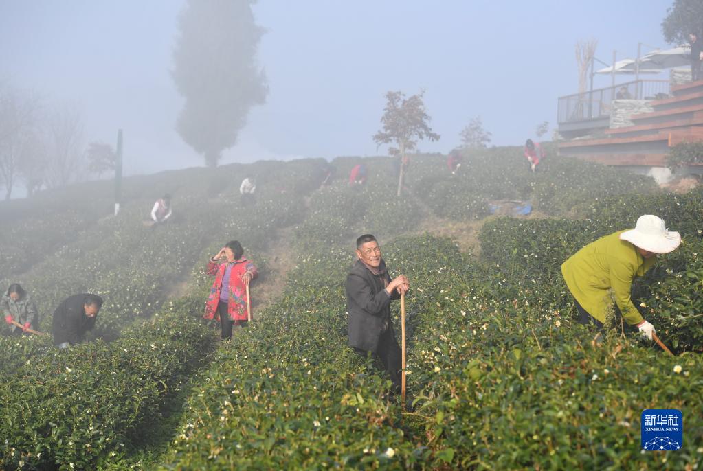 冬日茶乡 山水画廊