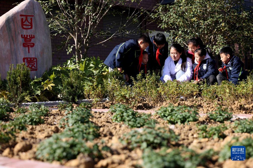 “百草园”里学习中医药知识