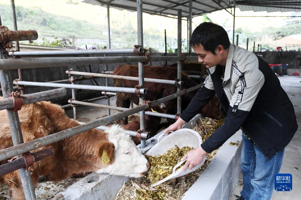 广西都安：山区养牛助振兴