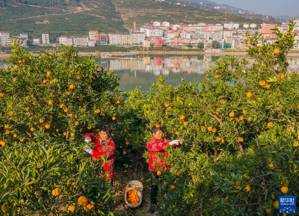 湖北秭归：冬季脐橙丰收上市