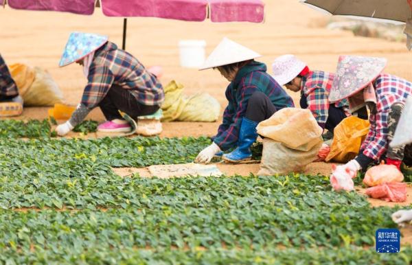 福建宁德：冬闲变冬忙 茶苗促增收