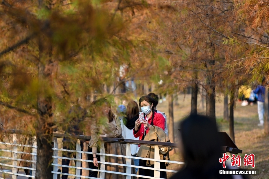 广州天河湿地公园落羽杉迎观赏季