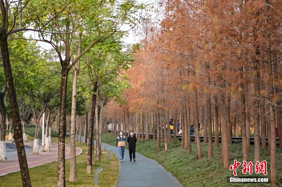 广州天河湿地公园落羽杉迎观赏季