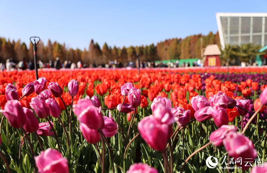 云南昆明：赏花过大年