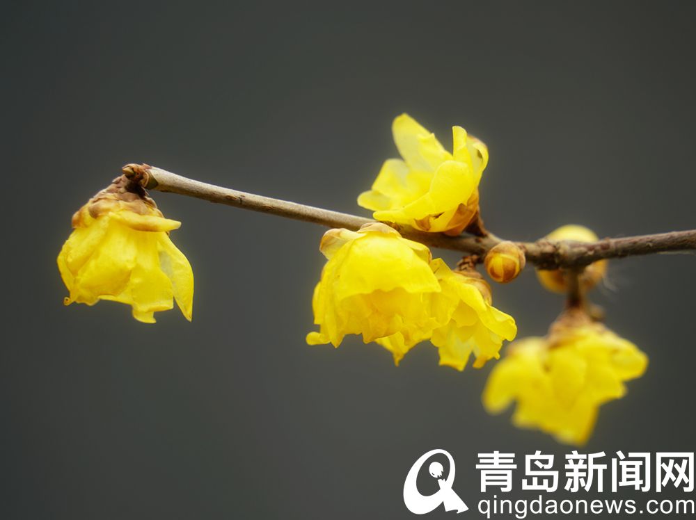 青岛：又到腊梅花开时 看梅请去海云庵