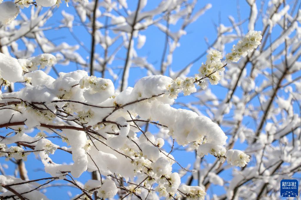 雪后天津