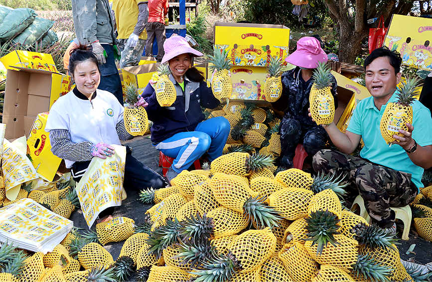 海南昌江：万亩菠萝陆续上市 “触网”直播销路宽