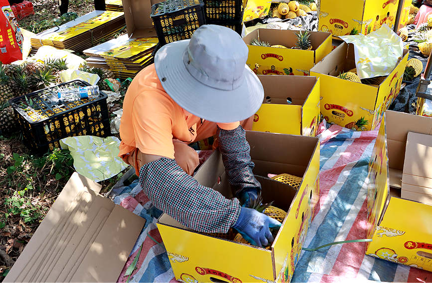 海南昌江：万亩菠萝陆续上市 “触网”直播销路宽