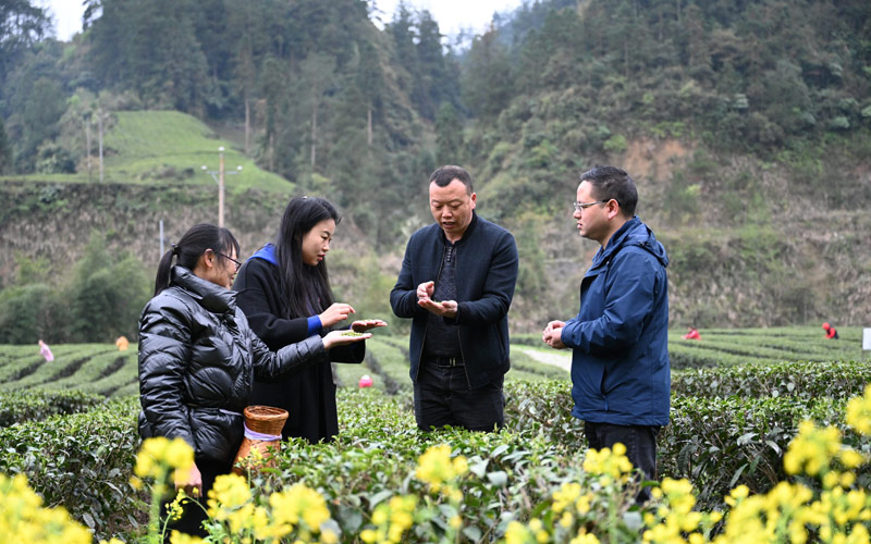 湖北利川：传统茶企“蝶变”